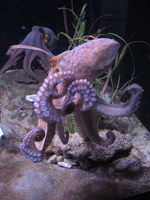 octopus.