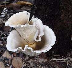 A whitish fan or funnel-shaped mushroom growing at the base of a tree.