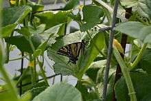 A photograph of an Oregon swallowtail butterfly.