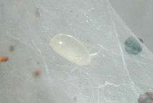 Embiopteran Egg