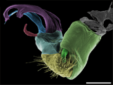 SEM image of gonopod