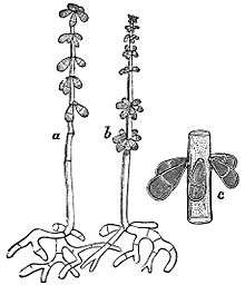 Line drawing of Trichothecium roseum conidiophore