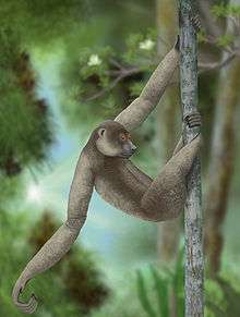 A giant lemur with long arms, short legs, hangs vertically from a tree, with one arm held off to the side.  Its hands show very long, curved fingers.