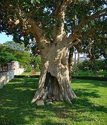 Photo of the actual Sycamore fig tree in Jericho today.
