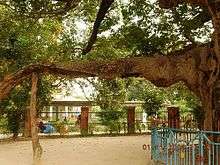 Parijata tree considered a Kalpavruksha, a branch and trunk of the tree is seen.