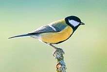 A male great tit.