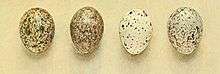 Four bird eggs with a white ground colour and brown spotting