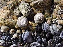 Two limpets, two large marine snails, some barnacles and a bed of mussels vie for space.
