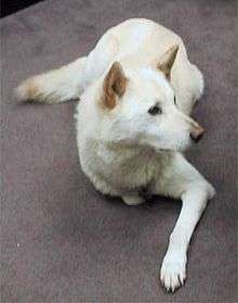 White dog laying on floor pictured from above. one leg extended on front. Ears pricked and slightly colored as is the tail. Long straight nose. Medium length hair.