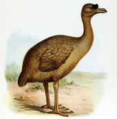 Illustration of a light-brown solitaire with a large black knob on the base of the beak