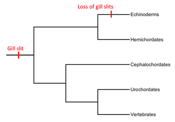  phylogeny