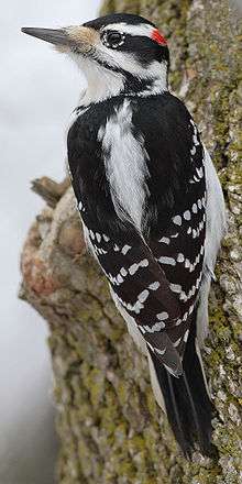 Profile of a medium-sized bird perched on the trunk of a tree. The bird has black-and-white plumage, a long sharp beak, and a spot of red plumage toward the back of its head.