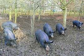 Pigs at North Standen - geograph.org.uk - 1052466.jpg