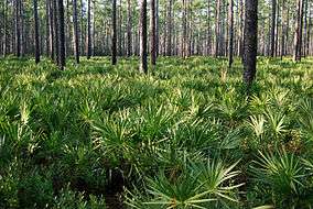 Pine forest with palmetto understory.