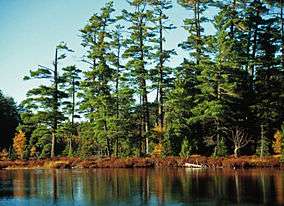 Pines along Kathryn Lake.