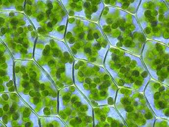 A microscope image of plant cells, with chloroplasts visible as small green balls