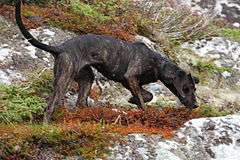 "A dark colored mottled dog faces right while sniffing the ground."