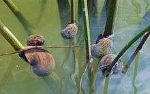 Strands of water grass with five hard-shelled snails at the surface, some of them covered with algae