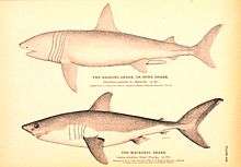 Monochromatic drawings of two sharks, one labeled "the basking shark, or bone shark – Cetorhinus maximus", and the other "the mackerel shark – Lamna cornubica"