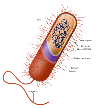 Prokaryote cell with structure and parts