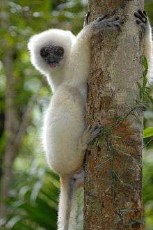 A silky sifaka on the trunk of a tree