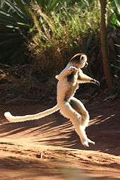 An upright Coquerel's sifaka hops sideways with its arms at chest height.