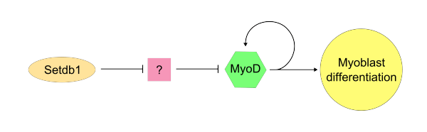 Stdb1/MyoD possible pathway.