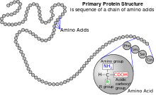 A protein depicted as a long unbranched string of linked circles each representing amino acids. One circle is magnified, to show the general structure of an amino acid. This is a simplified model of the repeating structure of protein, illustrating how amino acids are joined together in these molecules.