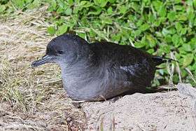 Short-tailed shearwater sitting on the ground