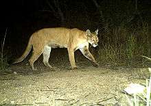 Camera trap image of mountain lion