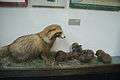 Raccoon dog with pupsBelarusian Nature and Environment Museum.JPG