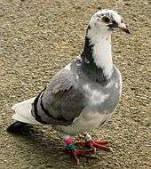 Grey and white pigeon