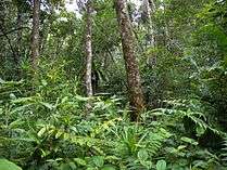 Lush rainforest vegetation
