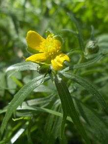 A buttercup flower, with three yellow petals out of five.