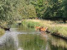 a colour photograph of a straight stretch of water with a grassy bank, and trees in the background and reflected in the water. Five Red Deer stags are in the water, three are grazing the bank.