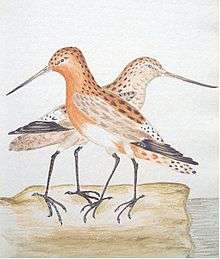 Watercolour illustration of red godwit by William Markwick