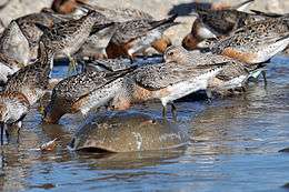 Large numbers of brown, white and reddish birds dip their heads into shallow water behind the carapace of a large crab-like creature