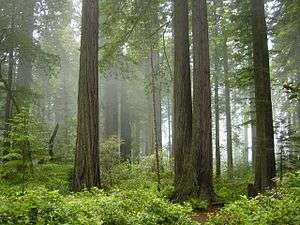 Forest with undergrowth.