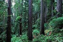 dense redwood forest in the Redwood National Park