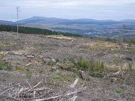 Released from the forest - geograph.org.uk - 1509748.jpg