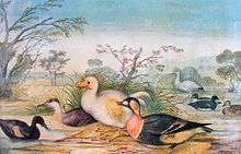 Painting of a white dodo among various birds