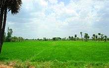 a green paddy field
