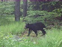 Photo of a large black bear walking through a grassy clearing in the woods, with the trunks of several trees are visible.