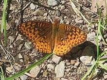 Photo of a spotted orange and brown butterfly with open wings on a background of gravel and a few blades of grass.