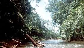 A river lined by tropical vegetation. Parts of trees are lying in the water.