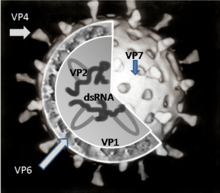 A cut-up image of a single rotavirus particle showing the RNA moecules surrounded by the VP6 protein and this in turn surrounded by the VP7 protein. The V4 protein protrudes from the surface of the spherical particel.