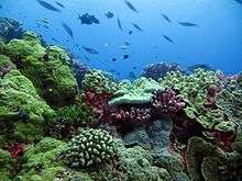 Bed of colourful assorted corals, with view looking up to the surface scattered with fish