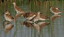 Eight winter-plumage birds standing in a pool in India.