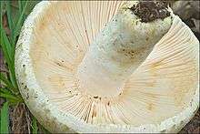 The underside of a mushroom cap, lying on the forest floor, showing white lines arranged radially around them central white stipe; the lines are packed closely together, with little space between them