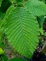 SHHG Rock Elm leaf.jpg